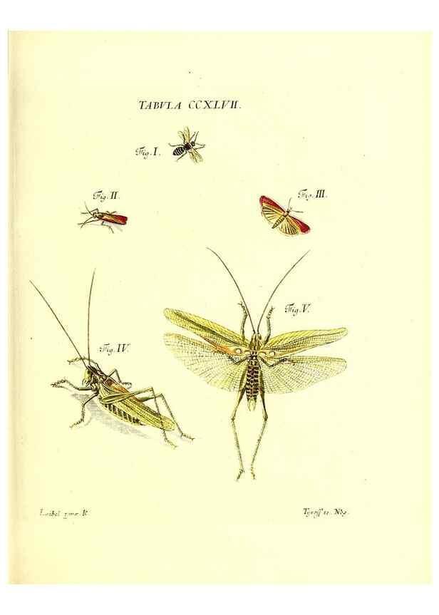 Reproducción/Reproduction 36205609122: Iacobi Christiani Schaefferi s.s. theologiae et philosophiae doctoris ... Icones insectorum circa Ratisbonam indigenorum :. Ratisbonae :Typis Breitfeldianis,MDCCLXXIX [1766-1779]
