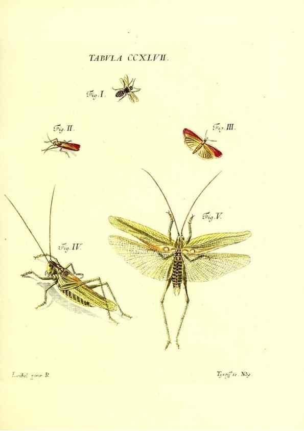 Reproducción/Reproduction 36205609122: Iacobi Christiani Schaefferi s.s. theologiae et philosophiae doctoris ... Icones insectorum circa Ratisbonam indigenorum :. Ratisbonae :Typis Breitfeldianis,MDCCLXXIX [1766-1779]