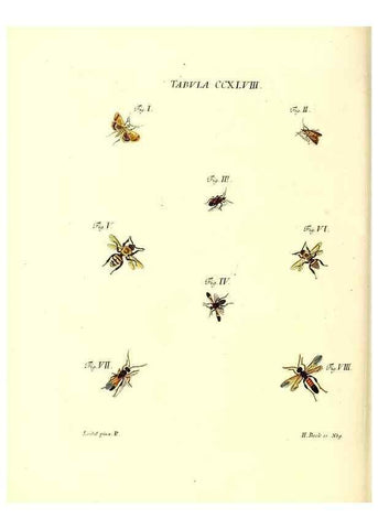 Reproducción/Reproduction 35538059484: Iacobi Christiani Schaefferi s.s. theologiae et philosophiae doctoris ... Icones insectorum circa Ratisbonam indigenorum :. Ratisbonae :Typis Breitfeldianis,MDCCLXXIX [1766-1779]