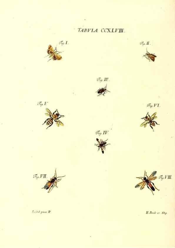 Reproducción/Reproduction 35538059484: Iacobi Christiani Schaefferi s.s. theologiae et philosophiae doctoris ... Icones insectorum circa Ratisbonam indigenorum :. Ratisbonae :Typis Breitfeldianis,MDCCLXXIX [1766-1779]