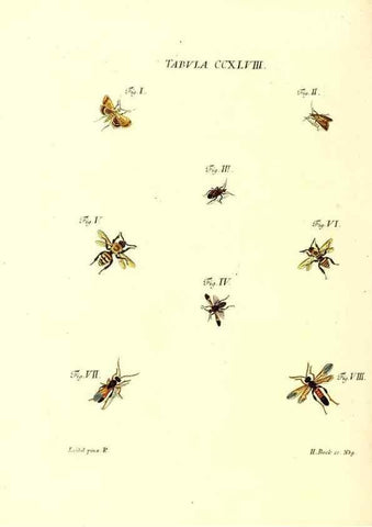 Reproducción/Reproduction 35538059484: Iacobi Christiani Schaefferi s.s. theologiae et philosophiae doctoris ... Icones insectorum circa Ratisbonam indigenorum :. Ratisbonae :Typis Breitfeldianis,MDCCLXXIX [1766-1779]
