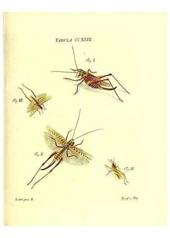 Reproducción/Reproduction 35538060254: Iacobi Christiani Schaefferi s.s. theologiae et philosophiae doctoris ... Icones insectorum circa Ratisbonam indigenorum :. Ratisbonae :Typis Breitfeldianis,MDCCLXXIX [1766-1779]