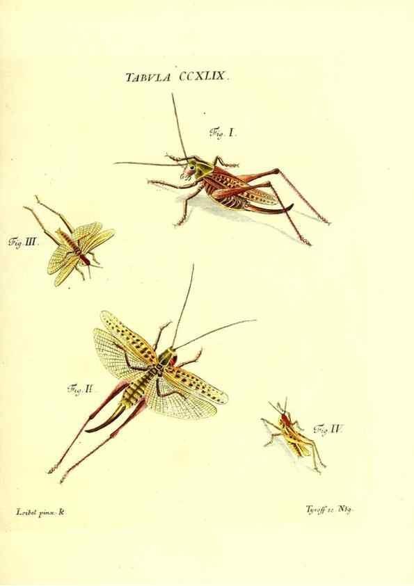 Reproducción/Reproduction 35538060254: Iacobi Christiani Schaefferi s.s. theologiae et philosophiae doctoris ... Icones insectorum circa Ratisbonam indigenorum :. Ratisbonae :Typis Breitfeldianis,MDCCLXXIX [1766-1779]