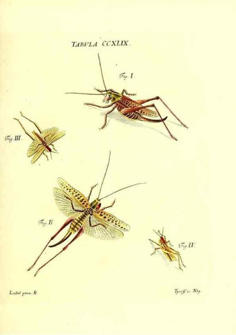 Reproducción/Reproduction 35538060254: Iacobi Christiani Schaefferi s.s. theologiae et philosophiae doctoris ... Icones insectorum circa Ratisbonam indigenorum :. Ratisbonae :Typis Breitfeldianis,MDCCLXXIX [1766-1779]