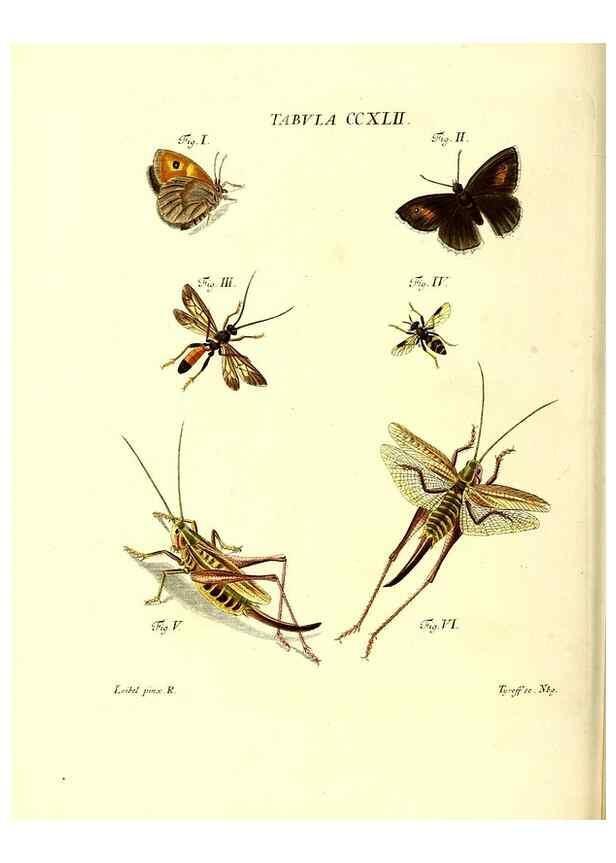 Reproducción/Reproduction 36205601852: Iacobi Christiani Schaefferi s.s. theologiae et philosophiae doctoris ... Icones insectorum circa Ratisbonam indigenorum :. Ratisbonae :Typis Breitfeldianis,MDCCLXXIX [1766-1779]