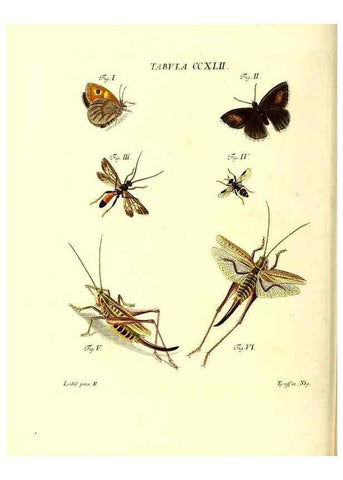 Reproducción/Reproduction 36205601852: Iacobi Christiani Schaefferi s.s. theologiae et philosophiae doctoris ... Icones insectorum circa Ratisbonam indigenorum :. Ratisbonae :Typis Breitfeldianis,MDCCLXXIX [1766-1779]