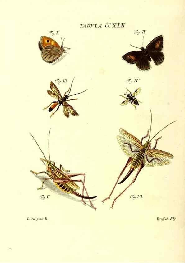 Reproducción/Reproduction 36205601852: Iacobi Christiani Schaefferi s.s. theologiae et philosophiae doctoris ... Icones insectorum circa Ratisbonam indigenorum :. Ratisbonae :Typis Breitfeldianis,MDCCLXXIX [1766-1779]
