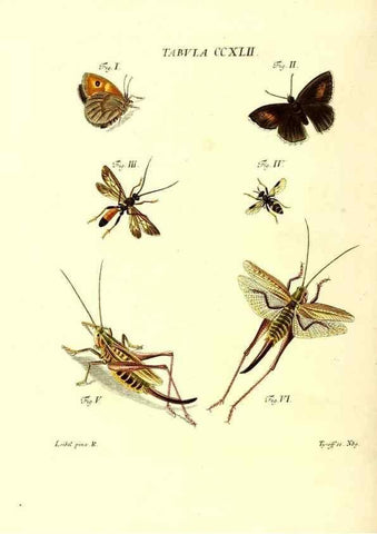 Reproducción/Reproduction 36205601852: Iacobi Christiani Schaefferi s.s. theologiae et philosophiae doctoris ... Icones insectorum circa Ratisbonam indigenorum :. Ratisbonae :Typis Breitfeldianis,MDCCLXXIX [1766-1779]