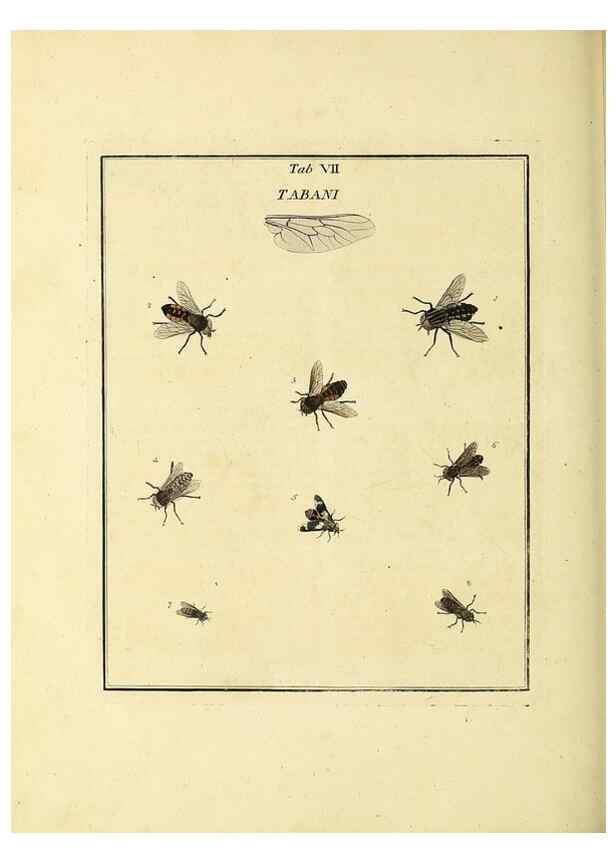 Reproducción/Reproduction 36372939715: Exposition des insectes que se trouvent en Angleterre;. Londres,B. White et J. Edwards,1786.