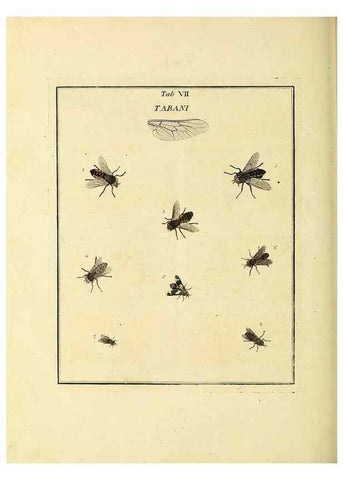 Reproducción/Reproduction 36372939715: Exposition des insectes que se trouvent en Angleterre;. Londres,B. White et J. Edwards,1786.