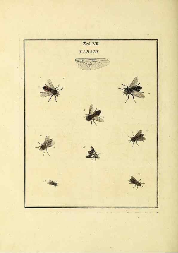 Reproducción/Reproduction 36372939715: Exposition des insectes que se trouvent en Angleterre;. Londres,B. White et J. Edwards,1786.