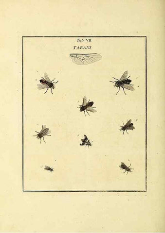 Reproducción/Reproduction 36372939715: Exposition des insectes que se trouvent en Angleterre;. Londres,B. White et J. Edwards,1786.