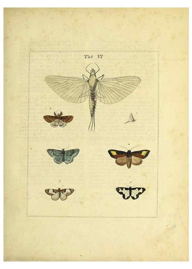Reproducción/Reproduction 35976054190: Exposition des insectes que se trouvent en Angleterre;. Londres,B. White et J. Edwards,1786.