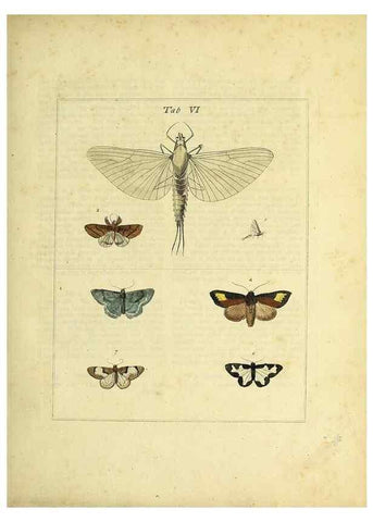 Reproducción/Reproduction 35976054190: Exposition des insectes que se trouvent en Angleterre;. Londres,B. White et J. Edwards,1786.