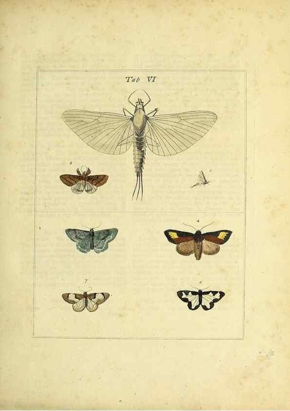 Reproducción/Reproduction 35976054190: Exposition des insectes que se trouvent en Angleterre;. Londres,B. White et J. Edwards,1786.