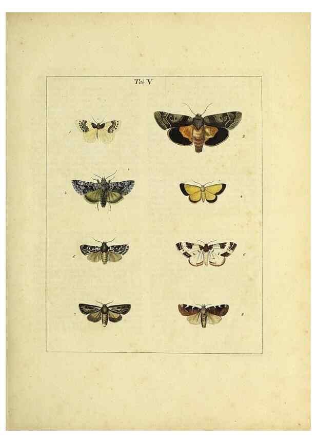 Reproducción/Reproduction 35976052630: Exposition des insectes que se trouvent en Angleterre;. Londres,B. White et J. Edwards,1786.