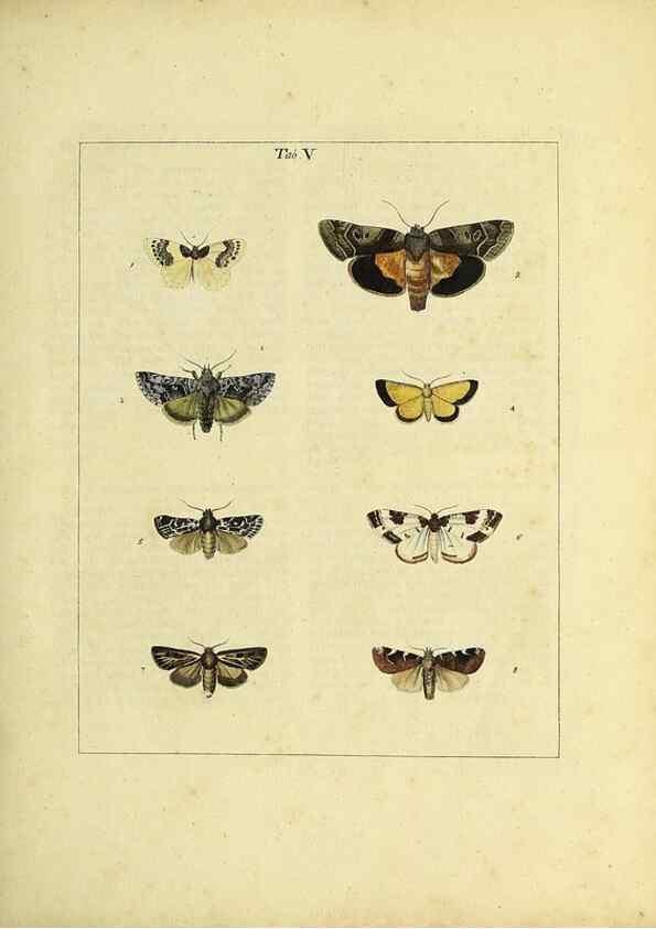 Reproducción/Reproduction 35976052630: Exposition des insectes que se trouvent en Angleterre;. Londres,B. White et J. Edwards,1786.