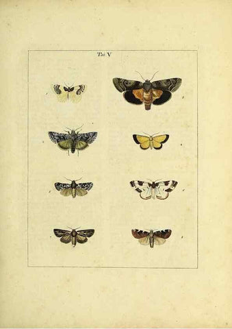 Reproducción/Reproduction 35976052630: Exposition des insectes que se trouvent en Angleterre;. Londres,B. White et J. Edwards,1786.