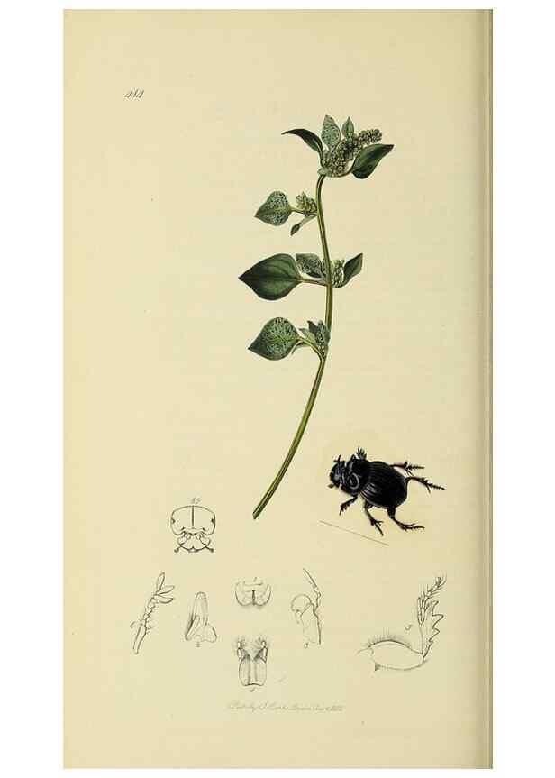 Reproducción/Reproduction 35534358264: British entomology :. London,Printed for the author,1823-1840 [i.e. 1840].