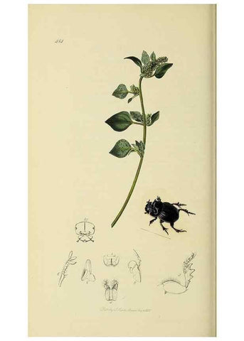 Reproducción/Reproduction 35534358264: British entomology :. London,Printed for the author,1823-1840 [i.e. 1840].