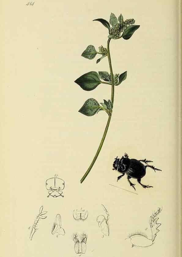 Reproducción/Reproduction 35534358264: British entomology :. London,Printed for the author,1823-1840 [i.e. 1840].