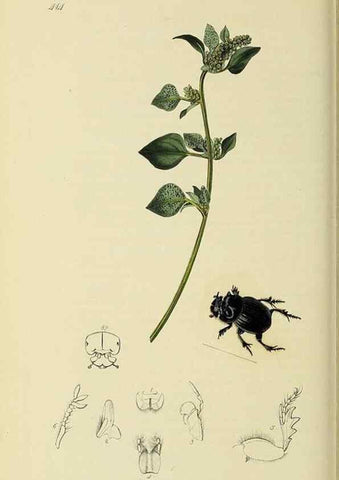 Reproducción/Reproduction 35534358264: British entomology :. London,Printed for the author,1823-1840 [i.e. 1840].