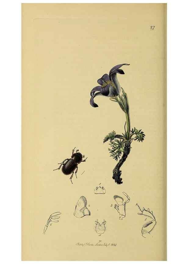 Reproducción/Reproduction 35534360164: British entomology :. London,Printed for the author,1823-1840 [i.e. 1840].