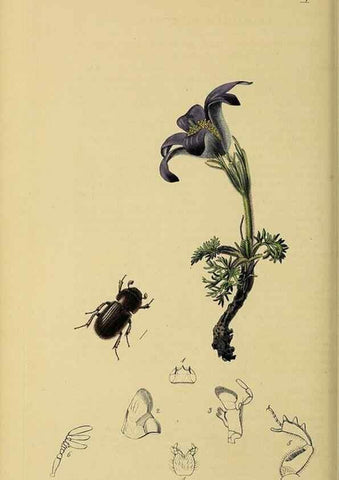 Reproducción/Reproduction 35534360164: British entomology :. London,Printed for the author,1823-1840 [i.e. 1840].