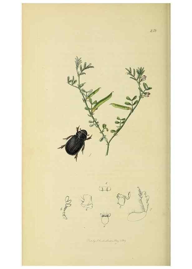 Reproducción/Reproduction 36233449481: British entomology :. London,Printed for the author,1823-1840 [i.e. 1840].