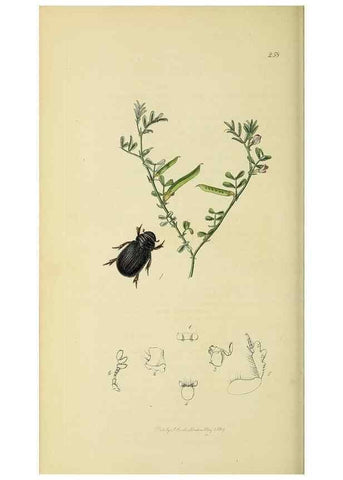 Reproducción/Reproduction 36233449481: British entomology :. London,Printed for the author,1823-1840 [i.e. 1840].