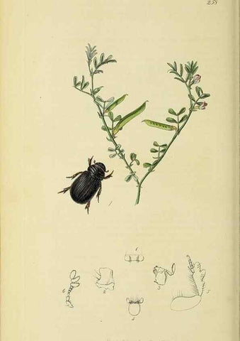 Reproducción/Reproduction 36233449481: British entomology :. London,Printed for the author,1823-1840 [i.e. 1840].