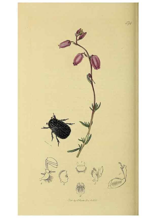 Reproducción/Reproduction 36233452771: British entomology :. London,Printed for the author,1823-1840 [i.e. 1840].