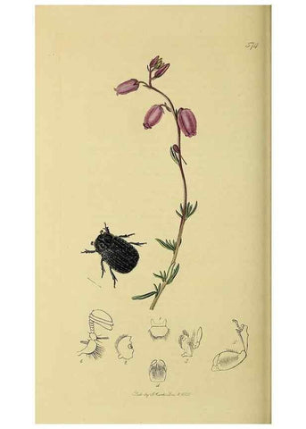 Reproducción/Reproduction 36233452771: British entomology :. London,Printed for the author,1823-1840 [i.e. 1840].
