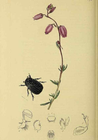 Reproducción/Reproduction 36233452771: British entomology :. London,Printed for the author,1823-1840 [i.e. 1840].
