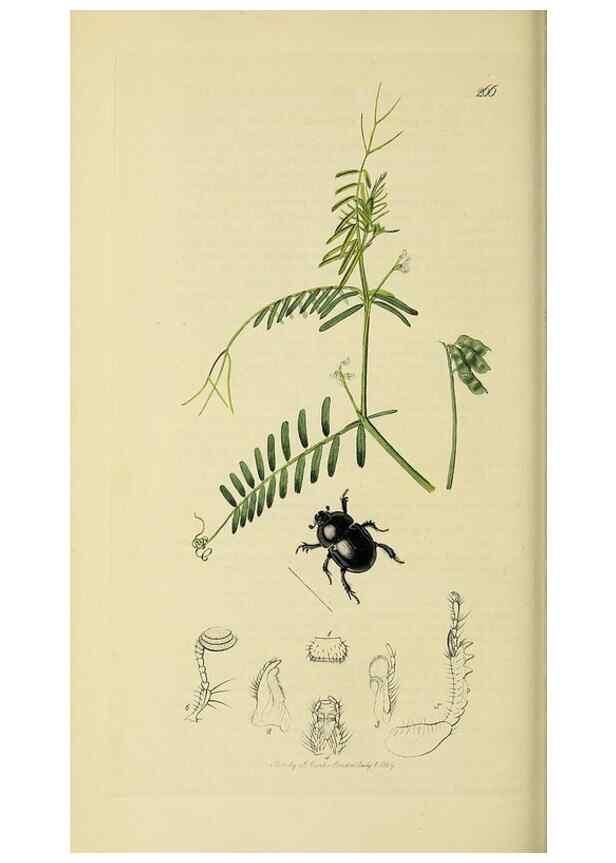 Reproducción/Reproduction 36233455901: British entomology :. London,Printed for the author,1823-1840 [i.e. 1840].