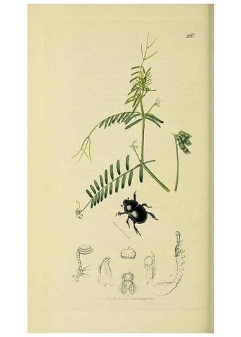 Reproducción/Reproduction 36233455901: British entomology :. London,Printed for the author,1823-1840 [i.e. 1840].