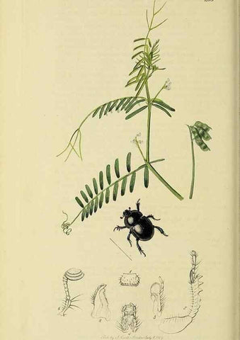 Reproducción/Reproduction 36233455901: British entomology :. London,Printed for the author,1823-1840 [i.e. 1840].
