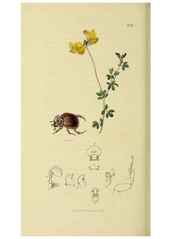 Reproducción/Reproduction 36233459651: British entomology :. London,Printed for the author,1823-1840 [i.e. 1840].