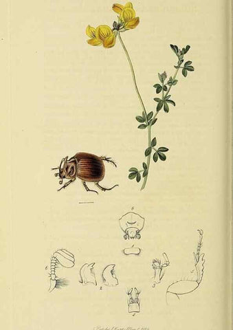 Reproducción/Reproduction 36233459651: British entomology :. London,Printed for the author,1823-1840 [i.e. 1840].