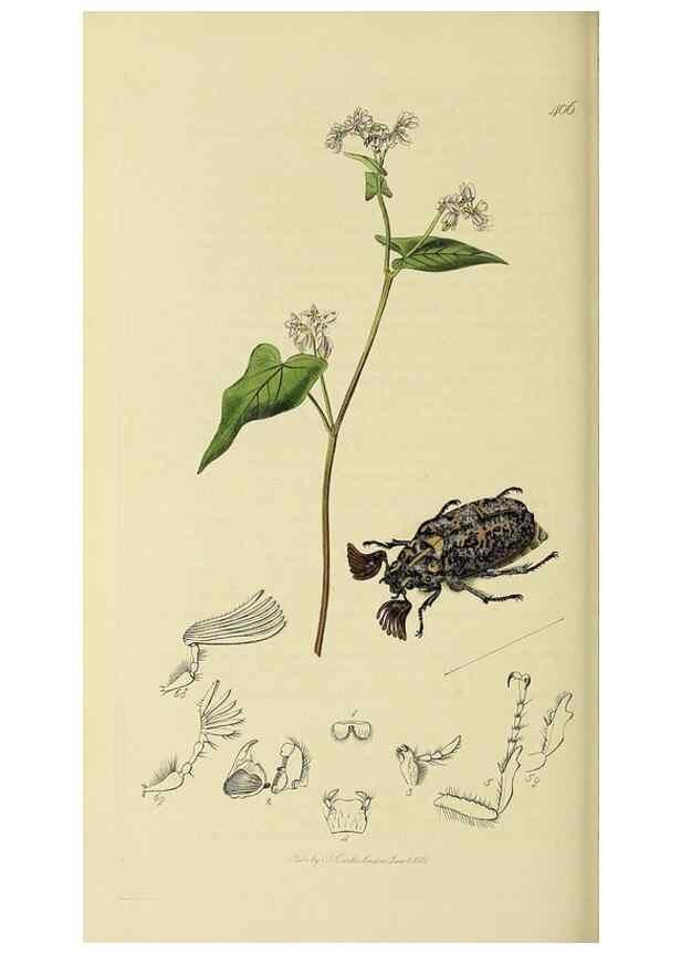 Reproducción/Reproduction 36233463341: British entomology :. London,Printed for the author,1823-1840 [i.e. 1840].