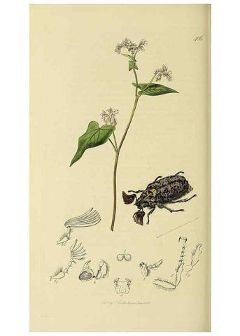 Reproducción/Reproduction 36233463341: British entomology :. London,Printed for the author,1823-1840 [i.e. 1840].