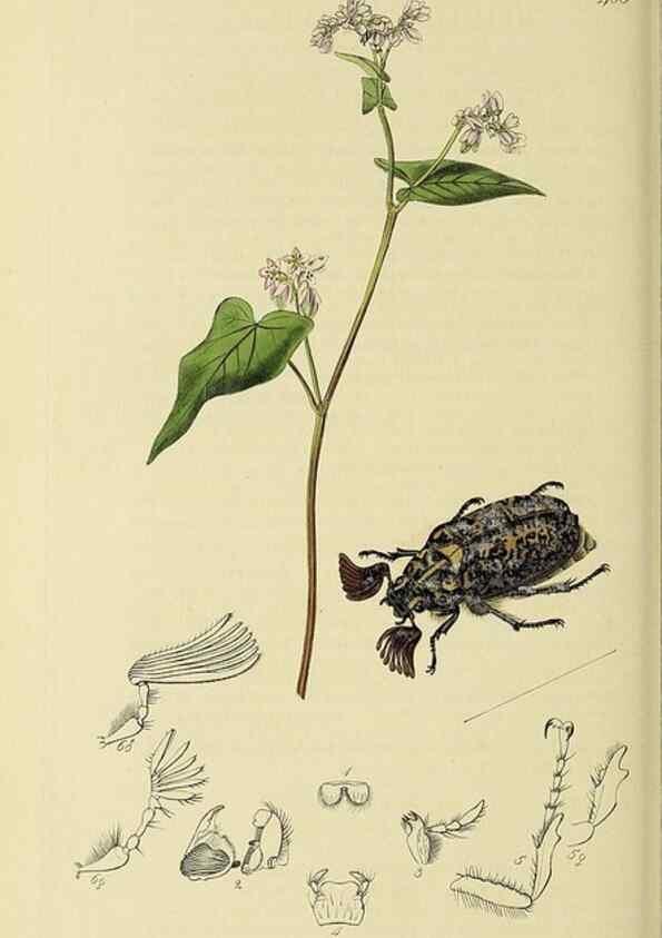Reproducción/Reproduction 36233463341: British entomology :. London,Printed for the author,1823-1840 [i.e. 1840].