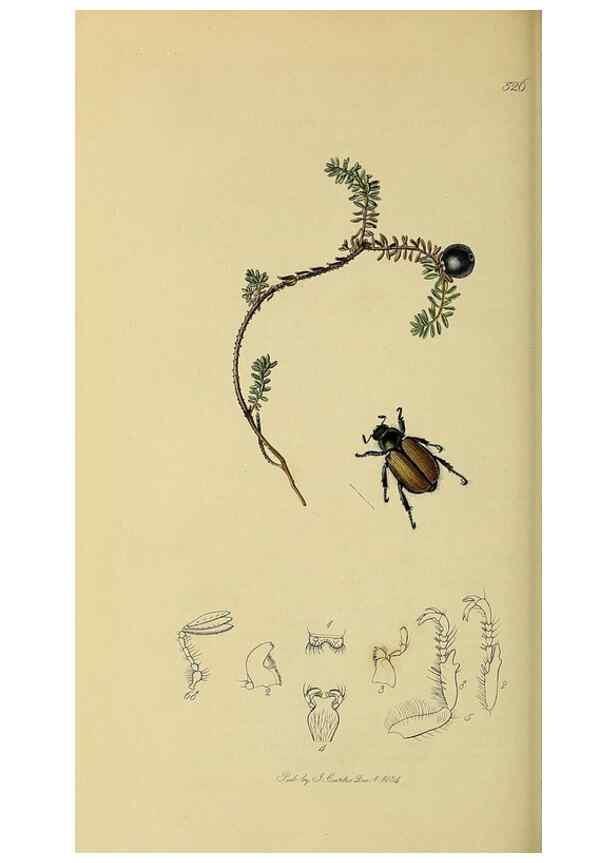 Reproducción/Reproduction 36201736802: British entomology :. London,Printed for the author,1823-1840 [i.e. 1840].