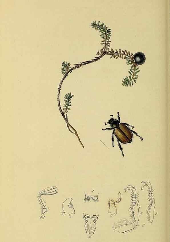 Reproducción/Reproduction 36201736802: British entomology :. London,Printed for the author,1823-1840 [i.e. 1840].