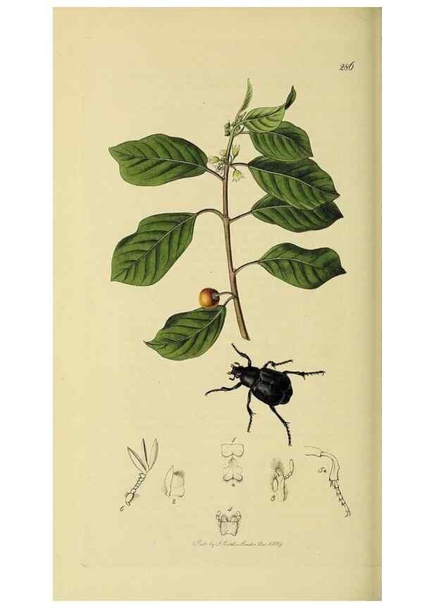 Reproducción/Reproduction 36233472941: British entomology :. London,Printed for the author,1823-1840 [i.e. 1840].