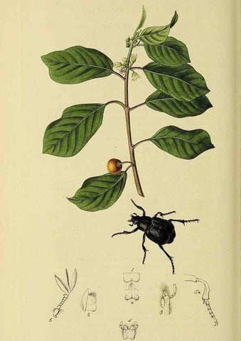 Reproducción/Reproduction 36233472941: British entomology :. London,Printed for the author,1823-1840 [i.e. 1840].