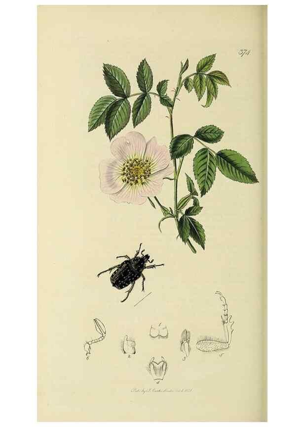 Reproducción/Reproduction 36233477291: British entomology :. London,Printed for the author,1823-1840 [i.e. 1840].