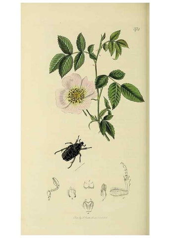 Reproducción/Reproduction 36233477291: British entomology :. London,Printed for the author,1823-1840 [i.e. 1840].