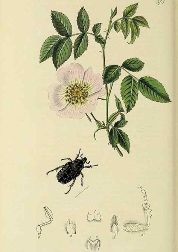 Reproducción/Reproduction 36233477291: British entomology :. London,Printed for the author,1823-1840 [i.e. 1840].