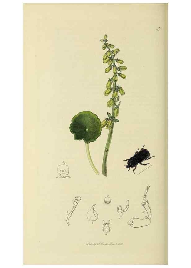 Reproducción/Reproduction 36233481071: British entomology :. London,Printed for the author,1823-1840 [i.e. 1840].